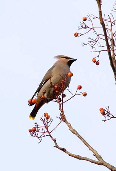 Waxwing - Martlesham heath.jpg